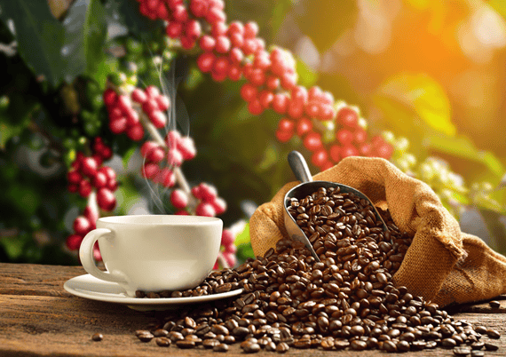 Coffee Trading in UAE – DCD Dubai