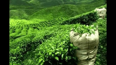 Tea trading in Dubai – DCD Dubai